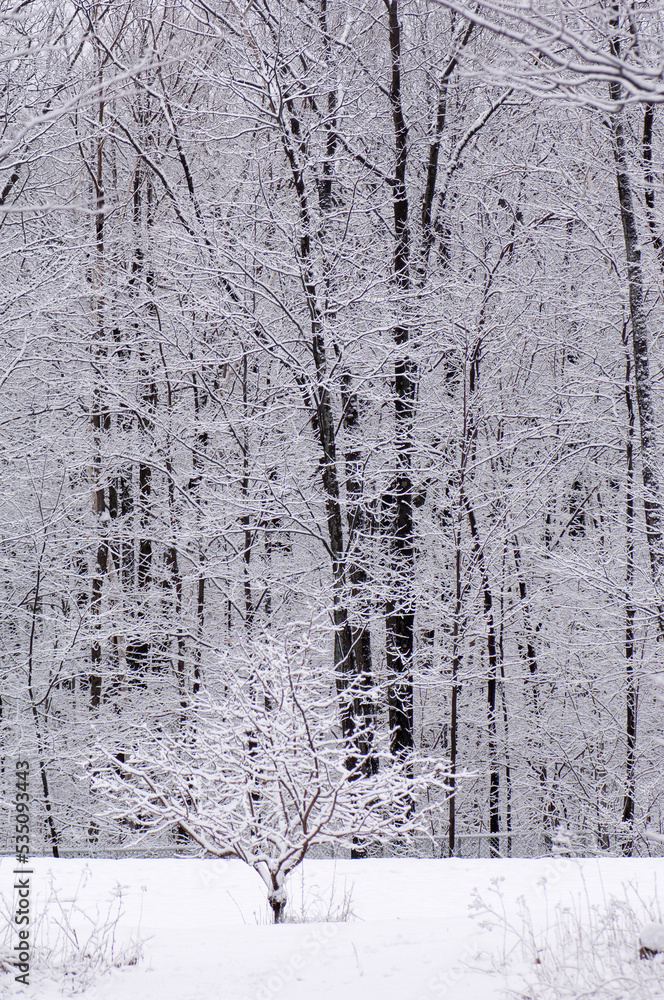 Fototapeta premium winter in the forest