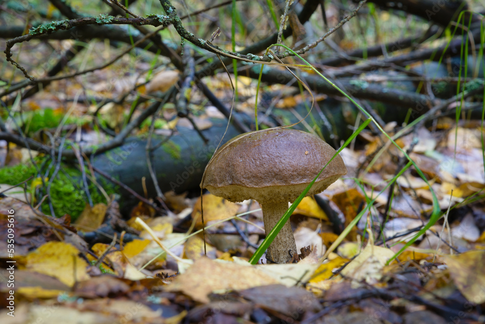 Mushroom in the autumn forest. Mushroom close-up. An edible mushroom with a brown cap among the leaves. Autumn in the forest. Gifts of the autumn forest. Mushroom in the autumn forest. Mushroom close-up. An edible mushroom with a brown cap among the leaves. Autumn in the forest. Gifts of the autumn forest.