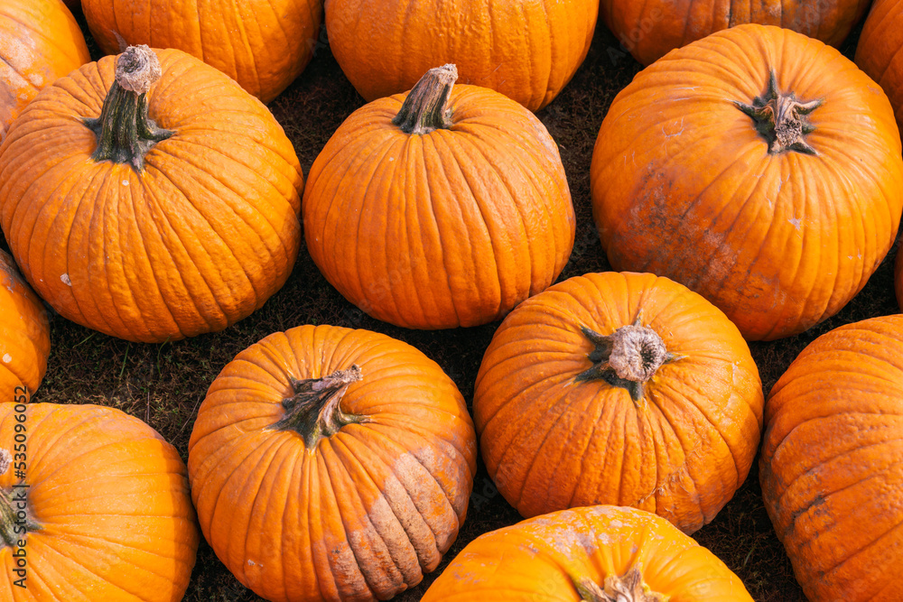 Bunch of pumpkins lined up on the ground at a pumpkin patch, great for backgrounds Bunch of pumpkins lined up on the ground at a pumpkin patch, great for backgrounds