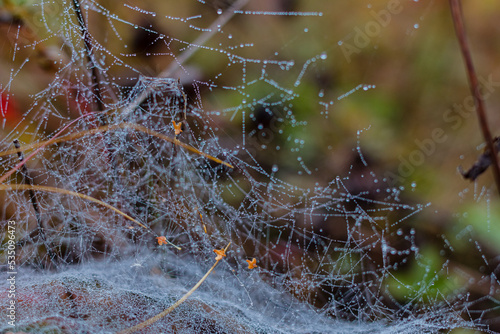 Spiderweb on herb stems with dew drops