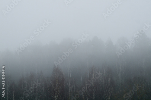 Birch forest in dense fog