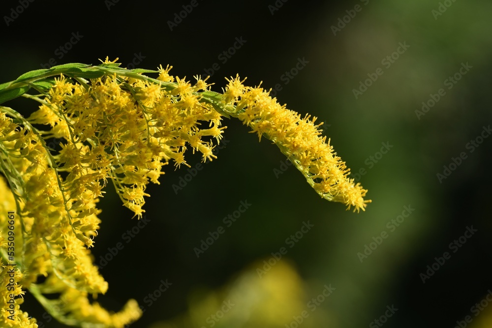Fototapeta premium Tall goldenrod flowers. Asteraceae perennial plants. The flowering season is from September to November. It spreads underground stems and grows in colonies in vacant lots.