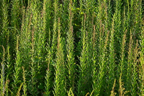 Tall goldenrod flowers. Asteraceae perennial plants. The flowering season is from September to November. It spreads underground stems and grows in colonies in vacant lots.