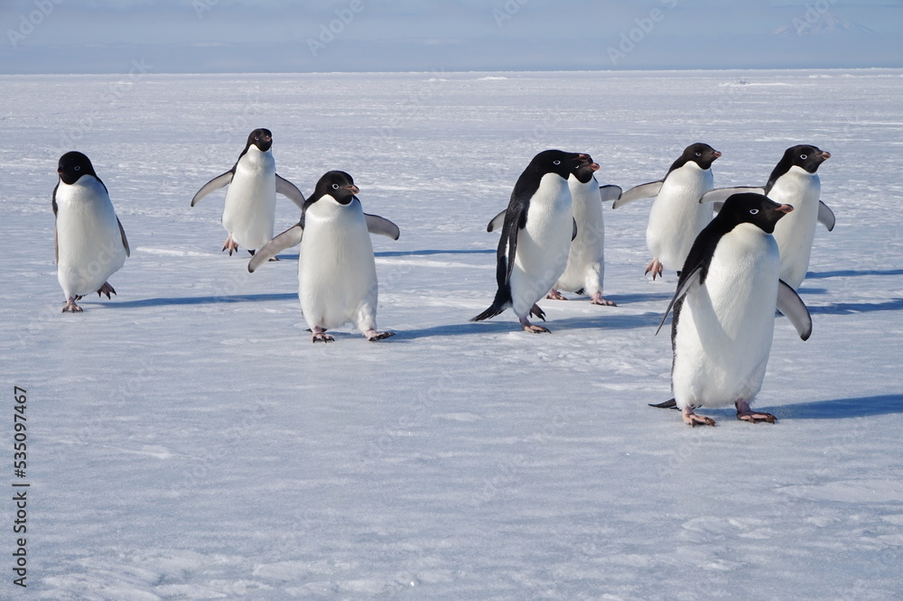 Obraz premium Penguins in Antarctica