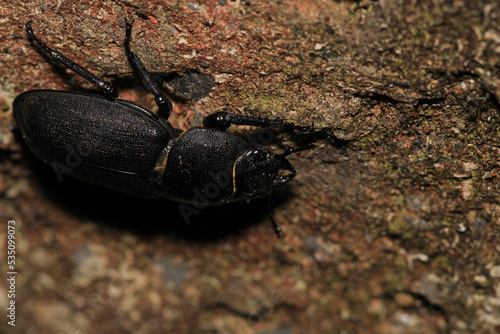 natural stag beetle insect macro photo