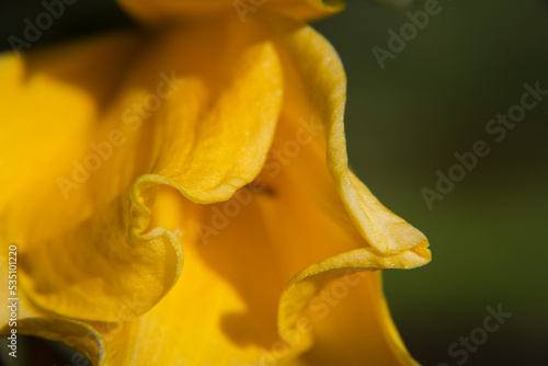 DETAIL OF THE YELLOW LILY FLOWER PETAL