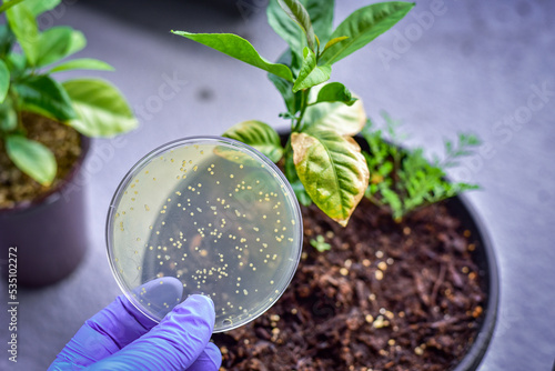 Microbes isolated from sick plant with infection