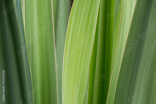 Closeup of leaves in various shades of green 