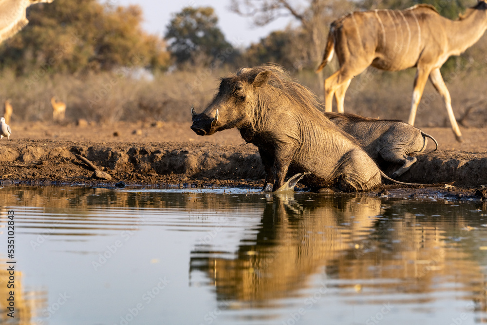Fototapeta premium Mashatu Game Reserve“Botsuwana”