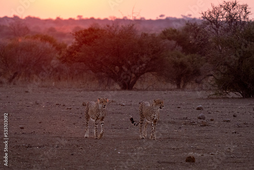 Fototapeta Naklejka Na Ścianę i Meble -  Mashatu Game Reserve“Botsuwana”