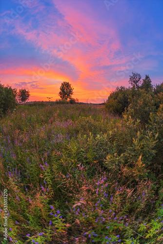 Sunset in summer field