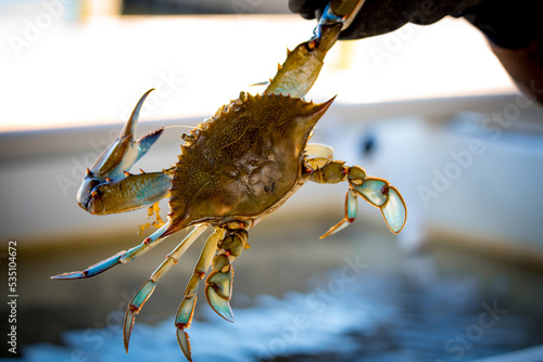 Fresh Crabs from the Sea