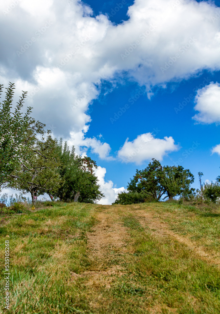 Obraz premium landscape with trees and sky