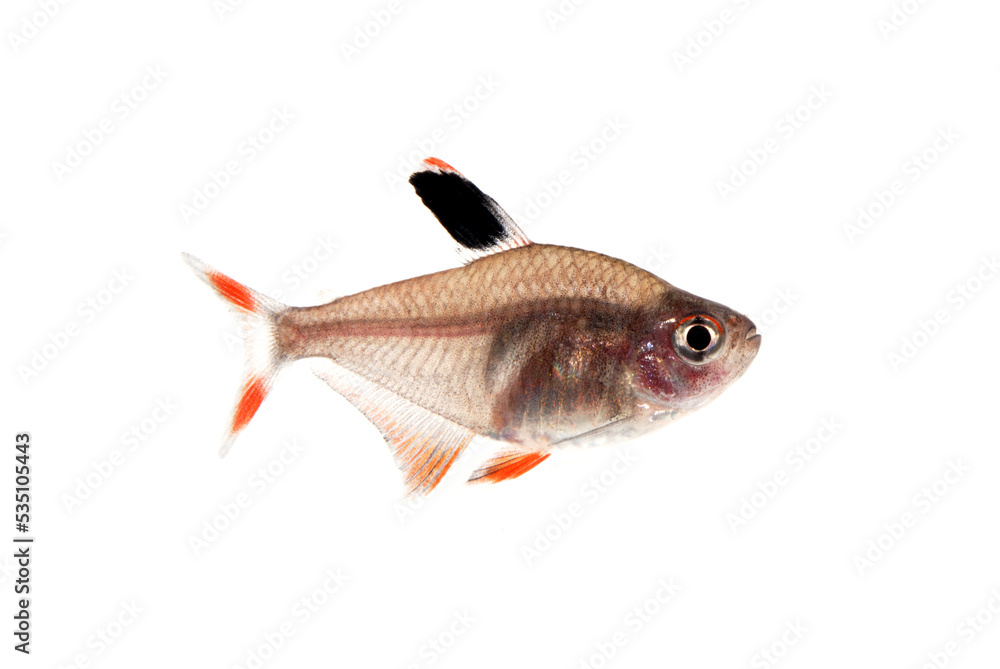 Obraz premium ロージィテトラ メス 白バック