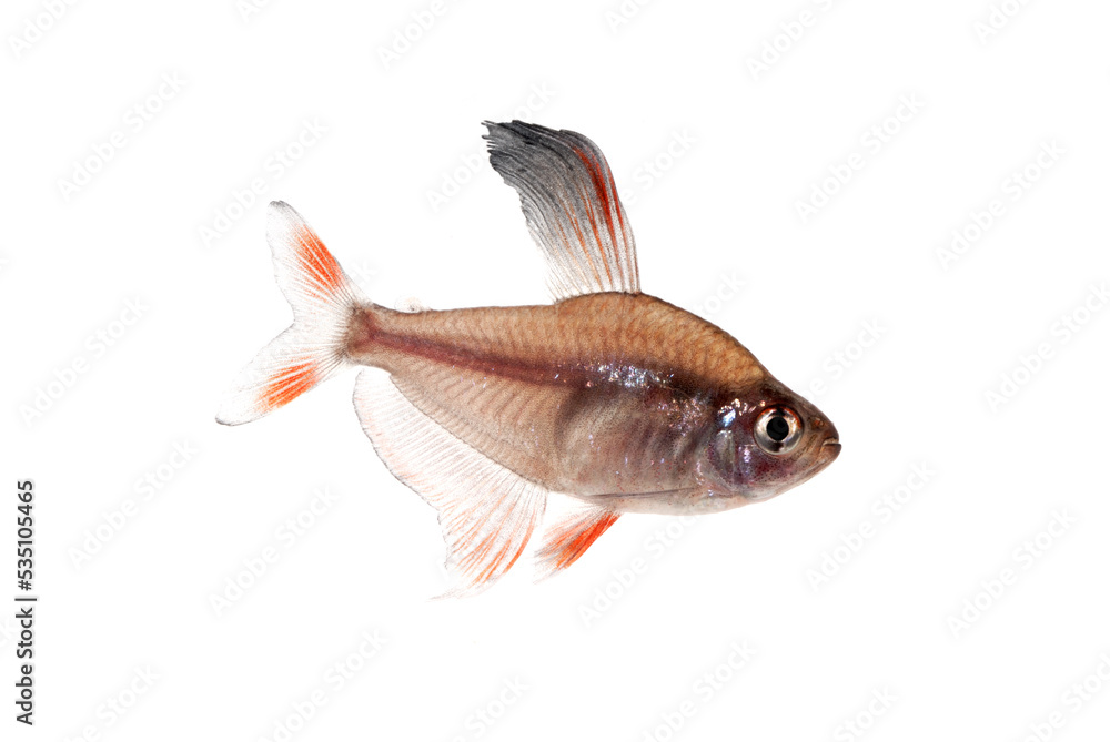 Obraz premium ロージィテトラ オス 白バック