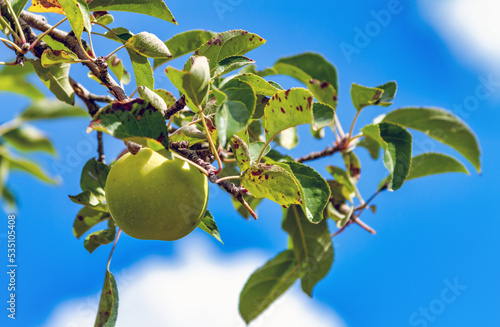 green apple on a tree