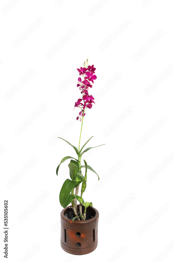 Fototapeta premium Beautiful purple orchid flowers on the pot. Isolated on white background
