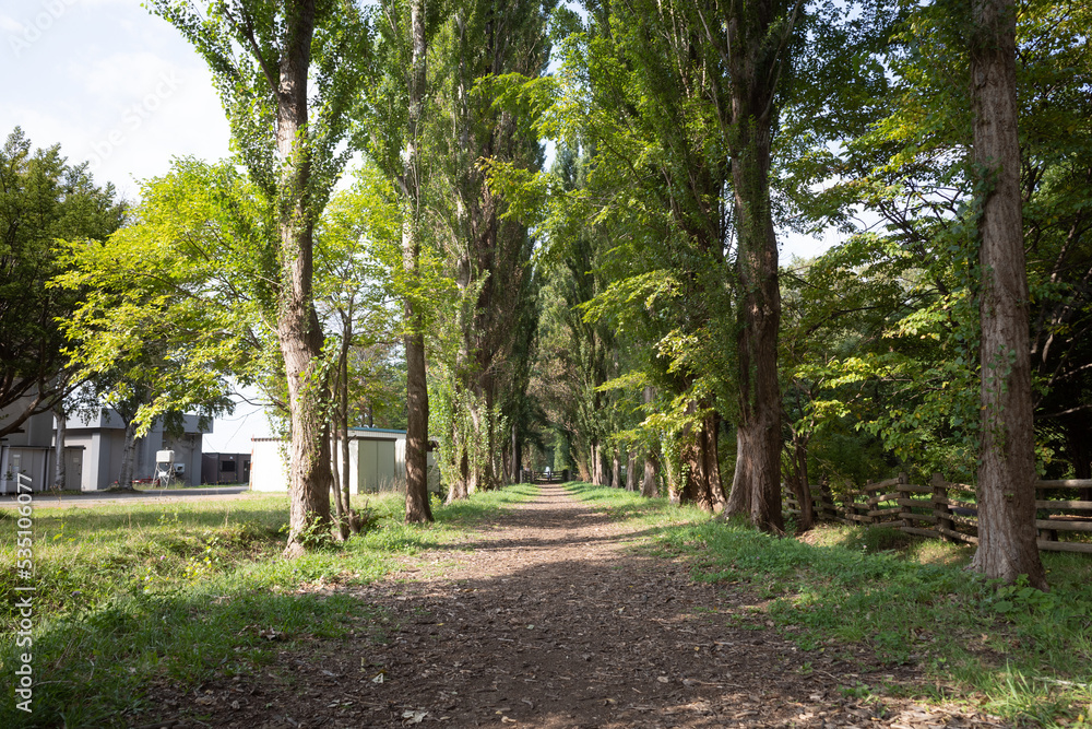 Fototapeta premium 日本の北海道札幌市の北海道大学の美しい風景