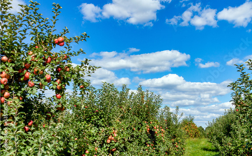red apples on a tree