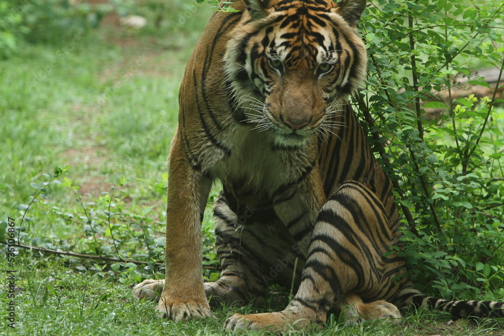 Fototapeta premium tiger in the jungle