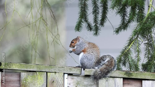Cute squirrel in back yard, city wildlife, gray and brown squirrel eats a snack while standing on a wooden fence