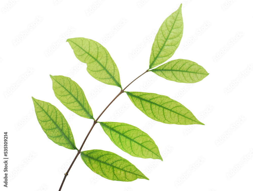 Fototapeta premium Tropical leaf isolated on white background