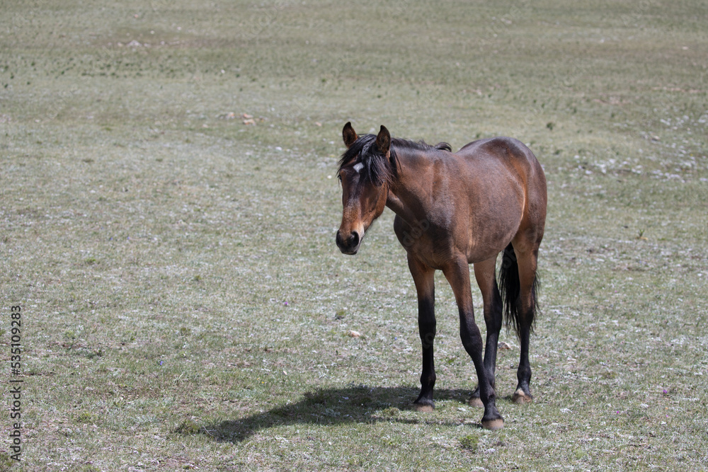 Fototapeta premium Sorrel chestnut yearling colt wild horse in the western United States