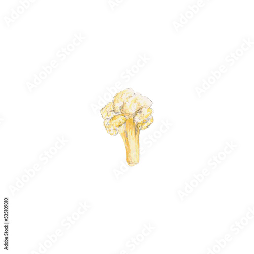 Watercolor diet vegetable, fresh piece of cauliflower on a white background for your design