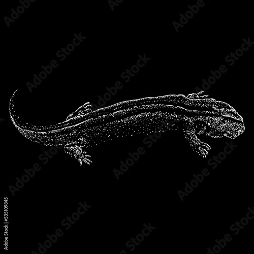 Hellbender hand drawing. Vector illustration isolated on black background.