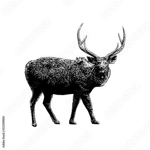 Sambar deer hand drawing vector illustration isolated on background