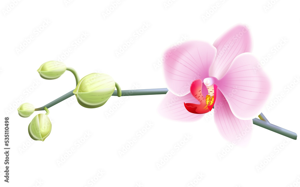 Jasno różowa orchidea - gałązka z pąkami i pięknym rozwiniętym kwiatem. Ręcznie rysowana botaniczna ilustracja.	 - obrazy, fototapety, plakaty 