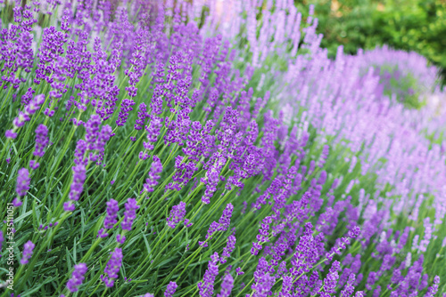 Beautiful blooming lavender plants growing in field