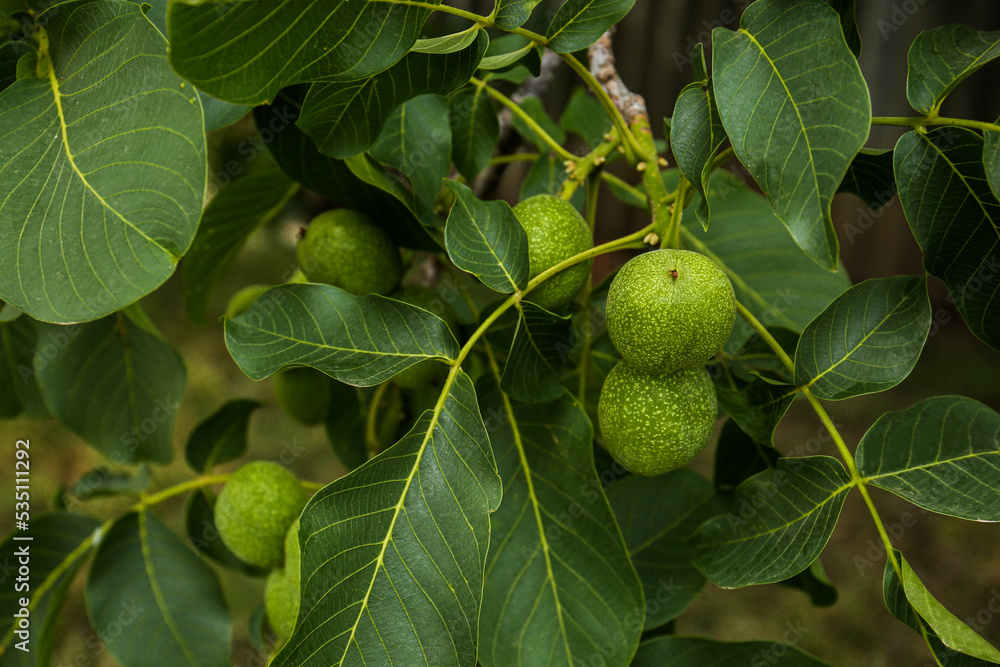 Green unripe walnuts on tree branch outdoors