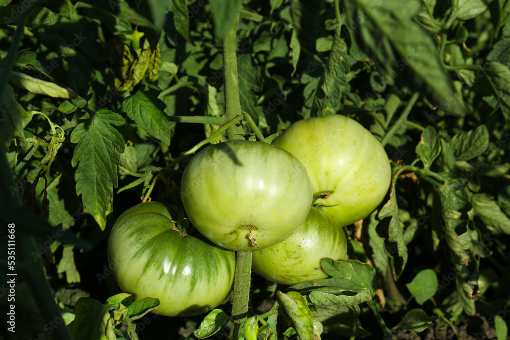 Beautiful green tomato plant growing in garden, closeup Beautiful green tomato plant growing in garden, closeup