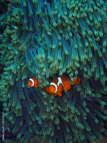 Obraz na płótnie Clown fish known as nemo 