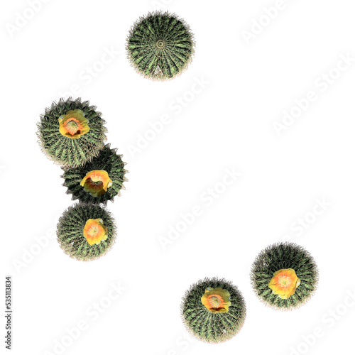 Barrel Cactus - Cluster Top View