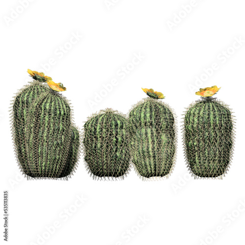Barrel Cactus - Cluster Front View