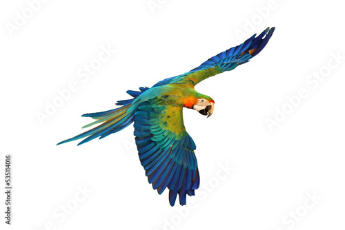 Colorful Catalina macaw parrot flying isolated on white.