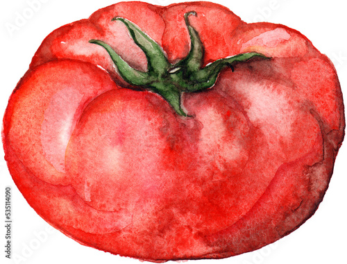 Watercolor red ripe tomato vegetable food isolated art