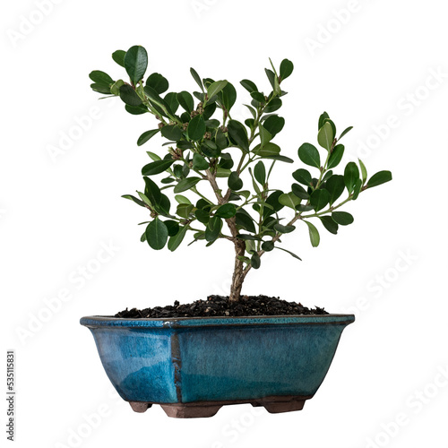 Small Bonsai pot plant isolated transparent png image.