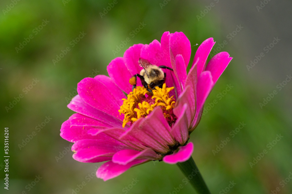 a bumble bee goes through the pollination process on an isolated pink and yellow flower a bumble bee goes through the pollination process on an isolated pink and yellow flower