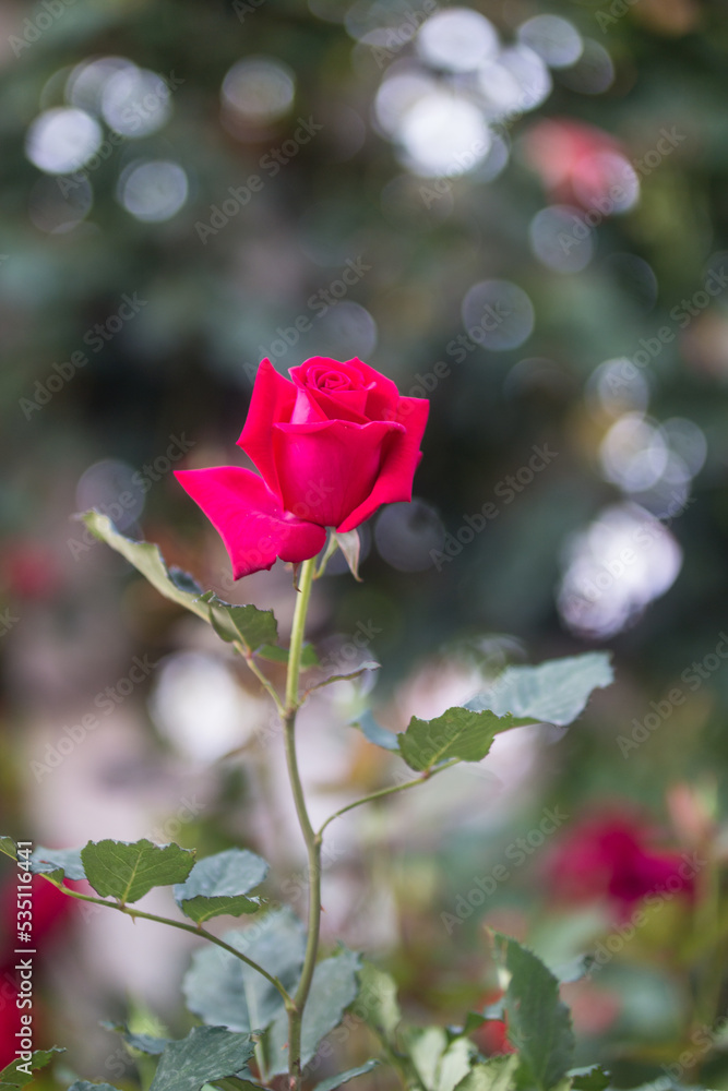 아름다운 보케 배경의 장미