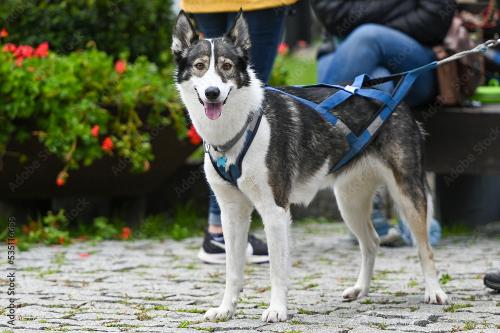 Husky with two colored eyes at the Canning Cross race. Husky with two colored eyes at the Canning Cross race.