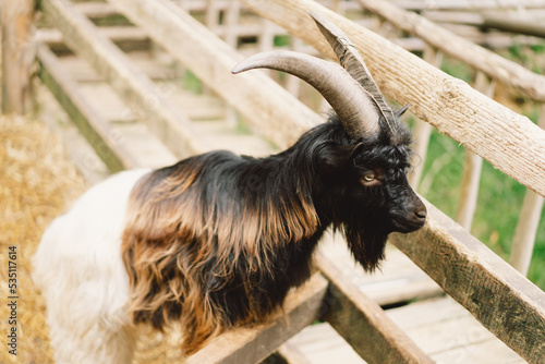 Welsh mountain goats wild in ewe in zoo. Bearded with will long hair and horns roaming. Animals on farming, agriculture. Welsh black-necked goat in a zoo