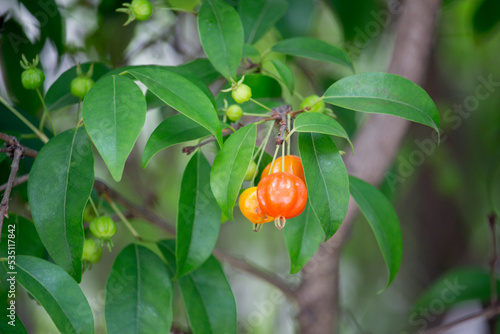 Pitanga (eugenia uniflora) é o fruto da pitangueira, dicotiledônea da família das mirtaceae.	
 photo