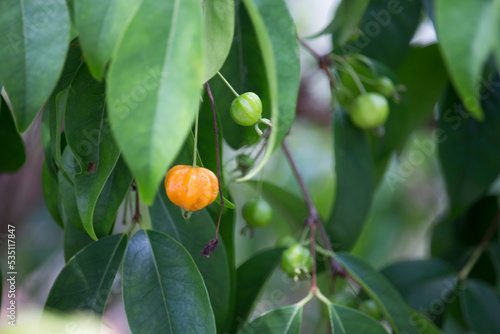 Pitanga (eugenia uniflora) é o fruto da pitangueira, dicotiledônea da família das mirtaceae.	
 photo