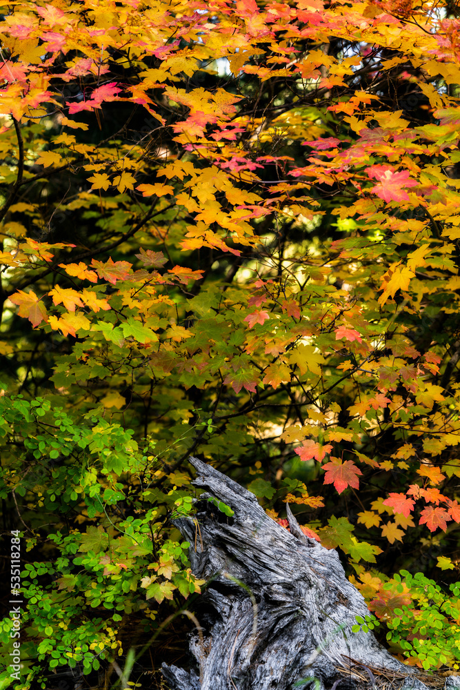 Vine Maples begin to turn into fall colors in Oregon forest Vine Maples begin to turn into fall colors in Oregon forest