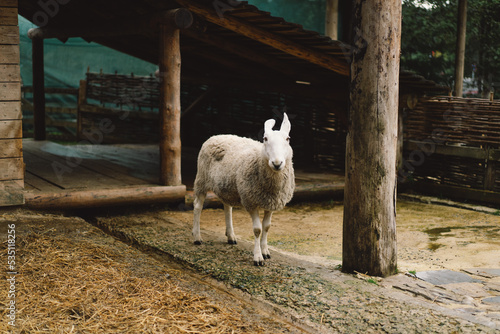 Border Leicester is one of the oldest English long-haired sheep breeds. White cute Border Leicester ewe in zoo. Funny furry sheep muzzle against wooden background. Animals on farming, agriculture. photo