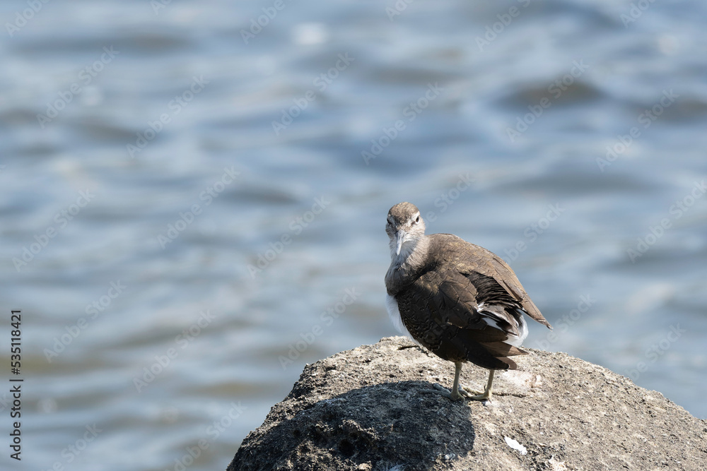 Fototapeta premium Front face of common sandpiper