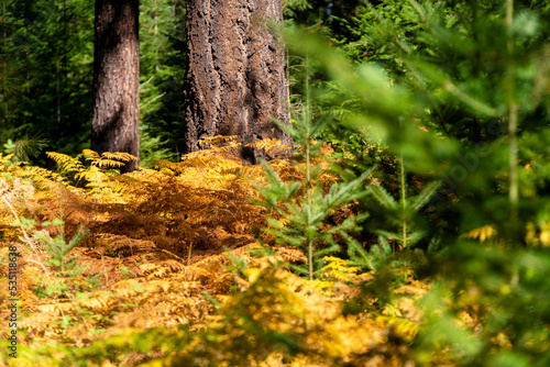 Ferns begin to turn into fall colors in Oregon forest